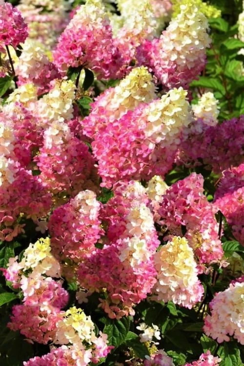 Strawberry Sundae Hydrangea - 3 Gallon Pot - Image 6