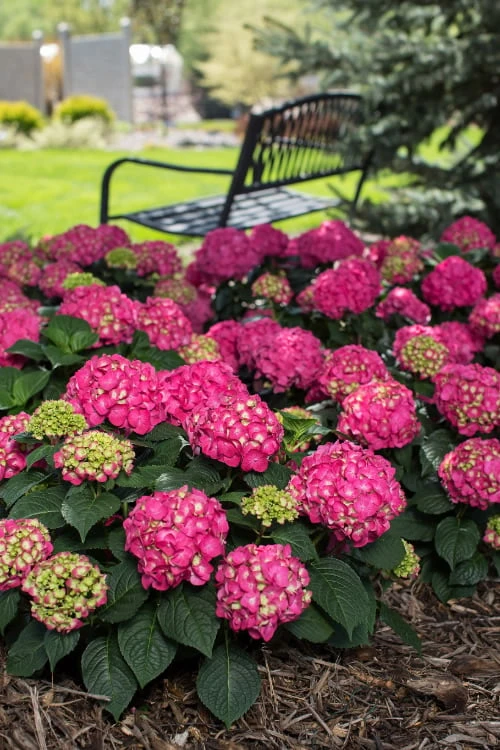 Summer Crush Endless Summer Hydrangea - 6 Gallon Pot (COPY) - Image 7