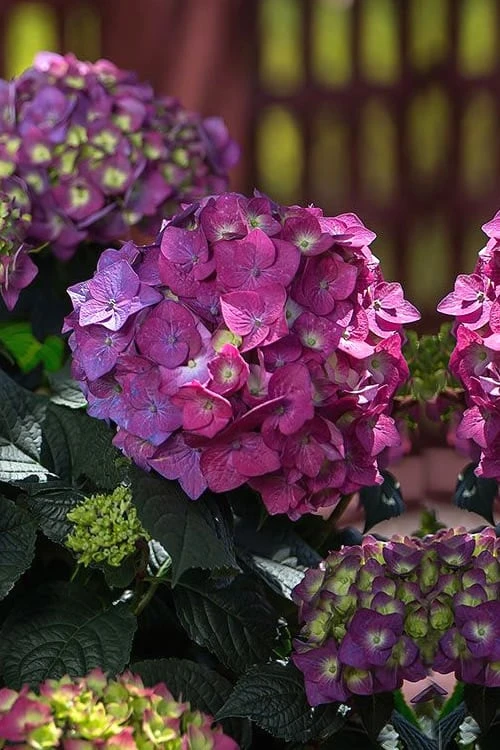 Summer Crush Endless Summer Hydrangea - 6 Gallon Pot (COPY) - Image 5