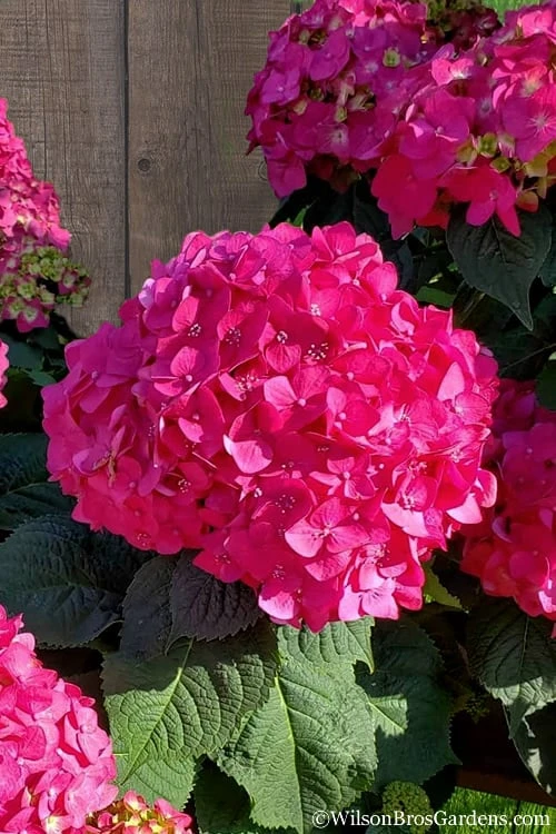 Summer Crush Endless Summer Hydrangea - 6 Gallon Pot (COPY)