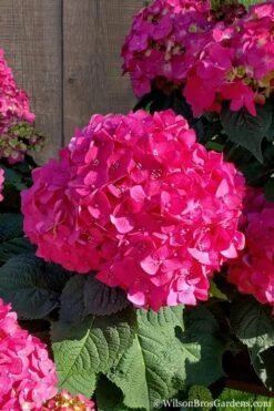 Summer Crush Endless Summer Hydrangea - 7 Gallon Pot