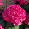 Summer Crush Endless Summer Hydrangea - 6 Gallon Pot
