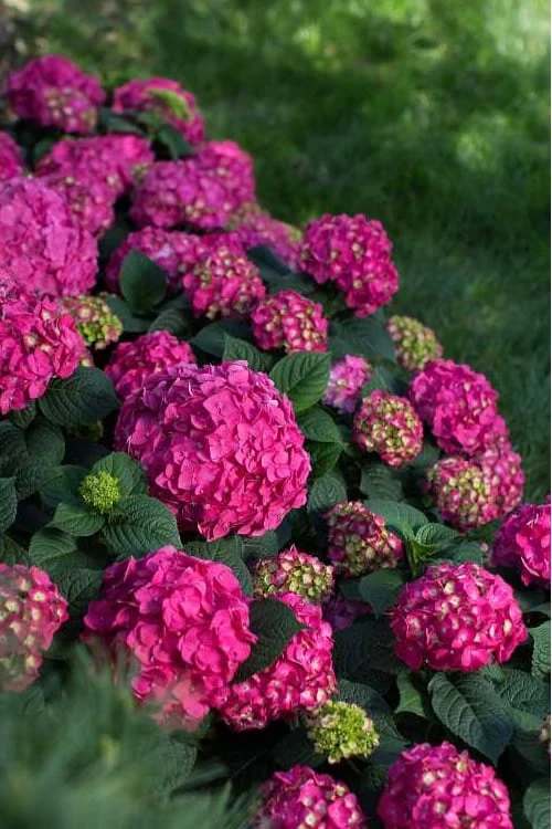 Summer Crush Endless Summer Hydrangea - 6 Gallon Pot (COPY) - Image 6