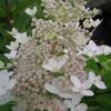 Tardiva Hydrangea - 3 Gallon Pot