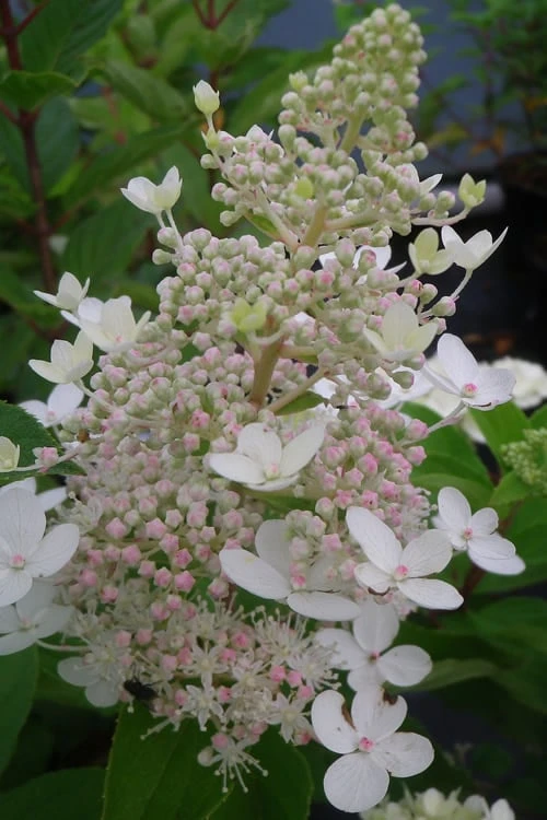 Tardiva Hydrangea - 3 Gallon Pot