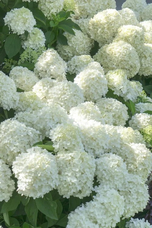 White Wedding Hydrangea - 3 Gallon Pot - Image 4