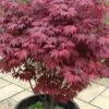 Red Japanese Maple - Acer Palmatum 'Atropurpureum' - 1 Gallon Pot