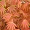 Autumn Moon Japanese Maple - 3 Gallon Pot (2.5 To 3.5')