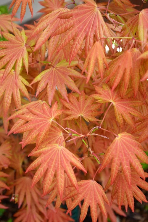Autumn Moon Japanese Maple - 3 Gallon Pot (2.5 To 3.5')