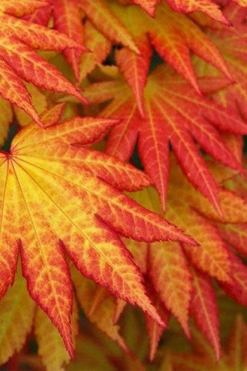 Autumn Moon Japanese Maple - 3 Gallon Pot (2.5 To 3.5') - Image 5