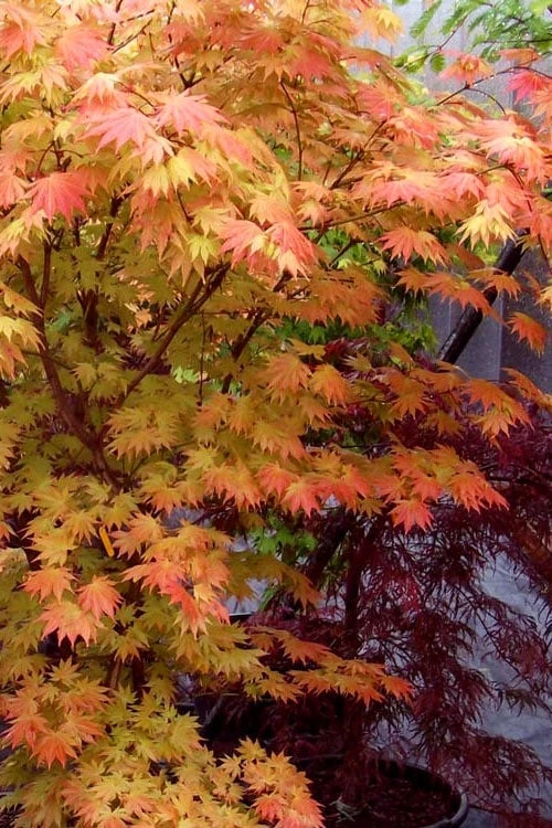 Autumn Moon Japanese Maple - 3 Gallon Pot (2.5 To 3.5') - Image 7
