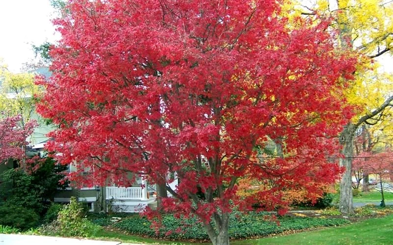 Burgundy Lace Japanese Maple - 5 Gallon Pot - Image 5
