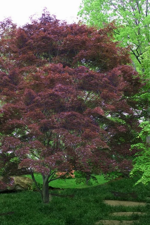 Burgundy Lace Japanese Maple - 5 Gallon Pot - Image 4