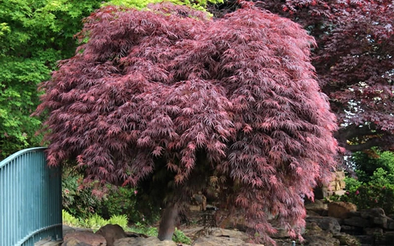 Crimson Queen Dwarf Japanese Maple (High Graft Tree Form) - 2 Gallon Pot - Image 7