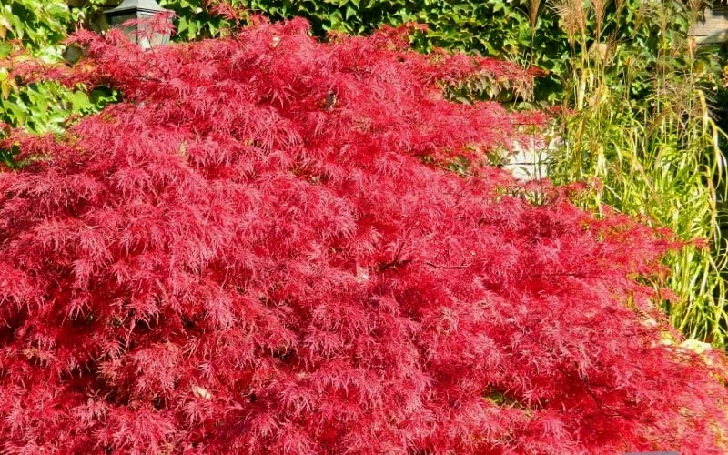 Crimson Queen Dwarf Japanese Maple - 5 Gallon Pot - Image 5