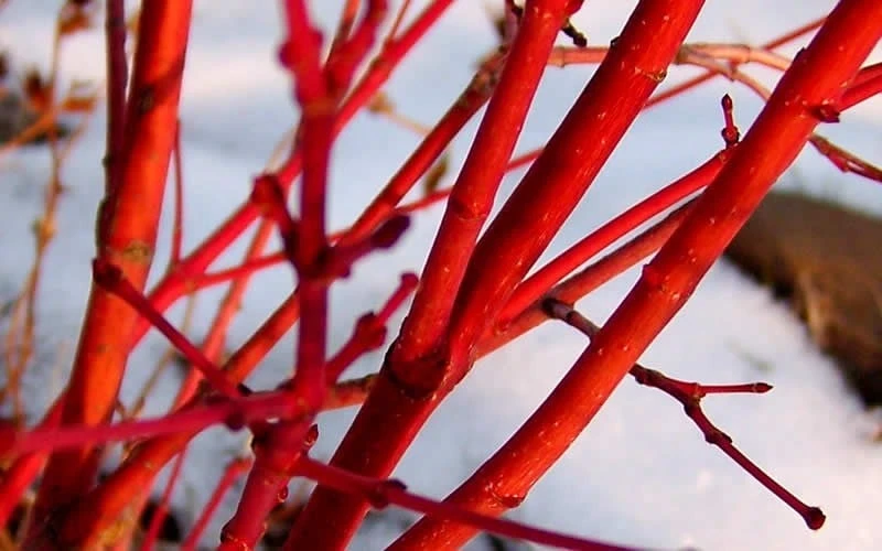 Fjellheim Dwarf Coral Bark Japanese Maple - 3 Gallon Pot - Image 7