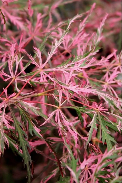 Hana Matoi Pink Leaf Japanese Maple - Acer Palmatum - 3 Gallon Pot - Image 4