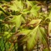 Mitsuba Yama Japanese Maple - 5 Gallon Pot