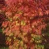 Orange Flame Japanese Maple - 5 Gallon Pot