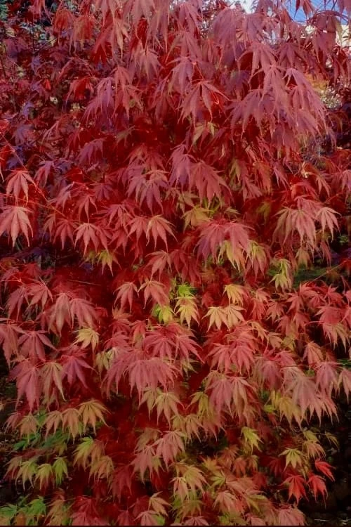 Orange Flame Japanese Maple - 2 Gallon Pot - Image 5