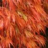 Orangeola Weeping Japanese Maple - 3 Gallon Pot (1.5-2')