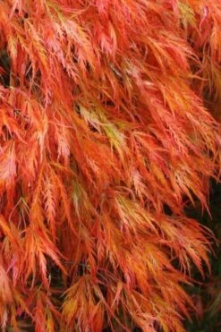 Orangeola Weeping Japanese Maple - 1 Gallon Pot