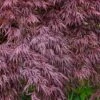 Red Select Laceleaf Japanese Maple - 3 Gallon Pot