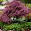 Tamukeyama Dwarf Red Japanese Maple - 1 Gallon Pot