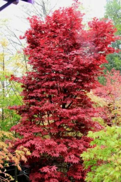 Twombly's Red Sentinel Japanese Maple - 5 Gallon Pot (5-6')