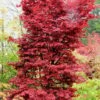 Twombly's Red Sentinel Japanese Maple - 1 Gallon Pot