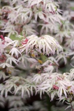 Ukigumo Floating Cloud Ghost Japanese Maple - 3 Gallon Pot (3-3.5')