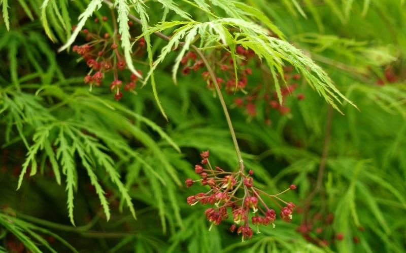 Viridis Dwarf Green Japanese Maple - 1 Gallon Pot - Image 7