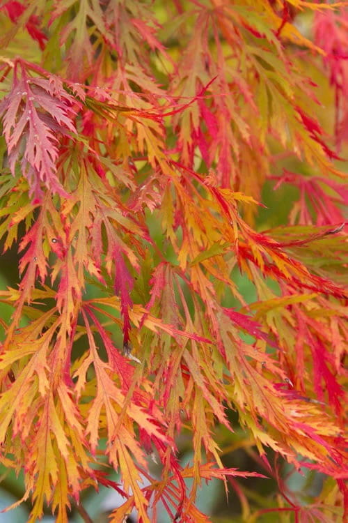 Viridis Dwarf Green Japanese Maple - 1 Gallon Pot - Image 9