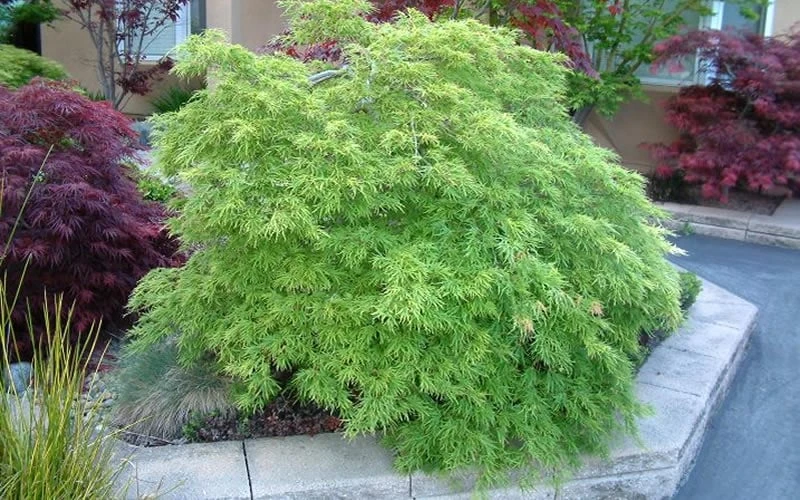 Viridis Dwarf Green Japanese Maple - 1 Gallon Pot - Image 10
