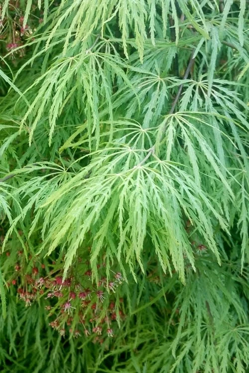 Viridis Dwarf Green Japanese Maple - 1 Gallon Pot - Image 8