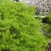 Viridis Dwarf Green Japanese Maple - 1 Gallon Pot