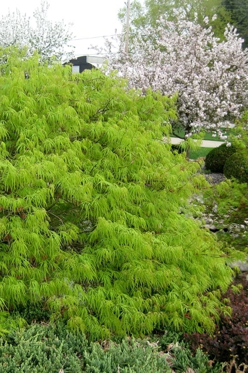 Viridis Dwarf Green Japanese Maple - 2 Gallon Pot