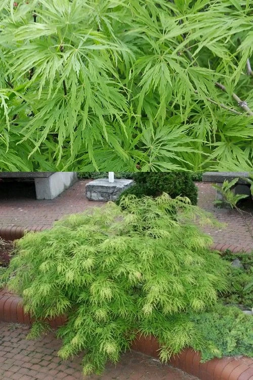 Viridis Dwarf Green Japanese Maple - 1 Gallon Pot - Image 4