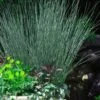 Blue Arrows Rush (Juncus Inflexus) - 8 Pack Of 1 Gallon Pots