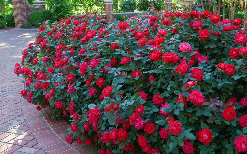 Red Double Knock Out Rose - 5 Gallon Pot - Image 4