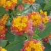 Miss Huff Hardy Lantana - 6 Pack Of 1 Gallon Pots
