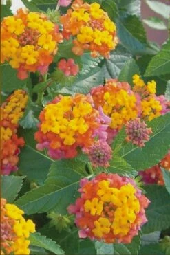 Miss Huff Hardy Lantana - 5 Pack Of Quart Pots