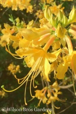 Admiral Semmes Native Azalea - Rhododendron - 3 Gallon Pot