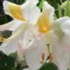 High Tide Aromi Azalea (Deciduous Rhododendron Hybrid) - 1 Gallon Pot