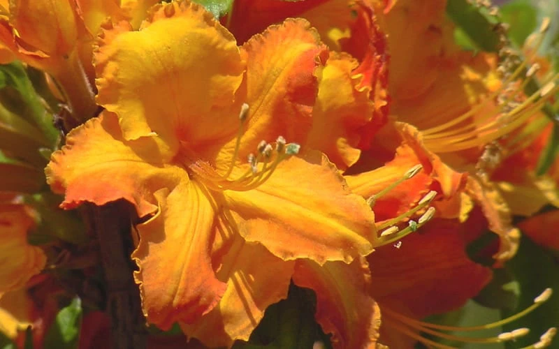 Solar Glow Sunbow Azalea - 2 Gallon Pot - Image 4