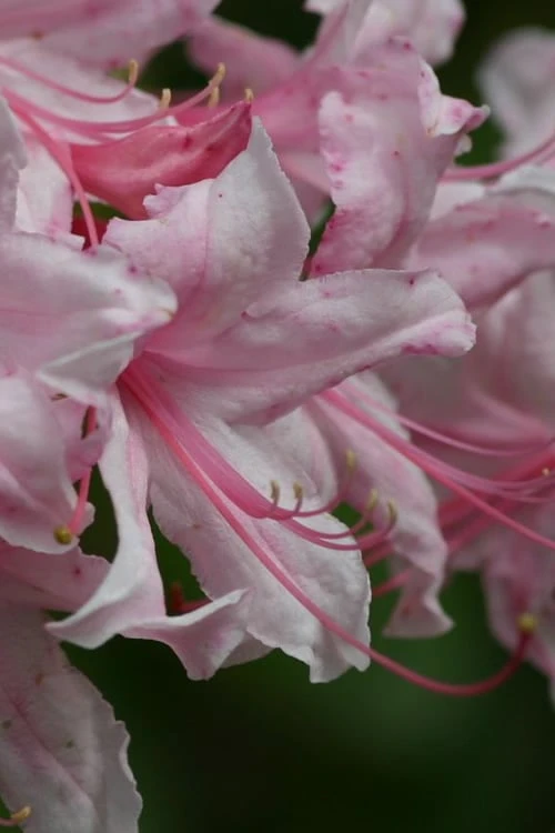 Spring Sensation Aromi Azalea (Rhododendron Hybrid) - 3 Gallon Pot - Image 4