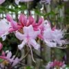 Varnadoes Phlox Pink Native Azalea - Rhododendron Canescens - 1 Gallon Pot