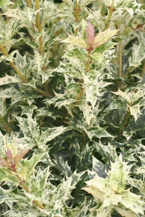 Goshiki Osmanthus (Variegated False Holly) - 1 Gallon Pot - Image 5