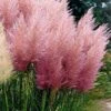 Pink Pampas Grass - 1 Gallon Pot