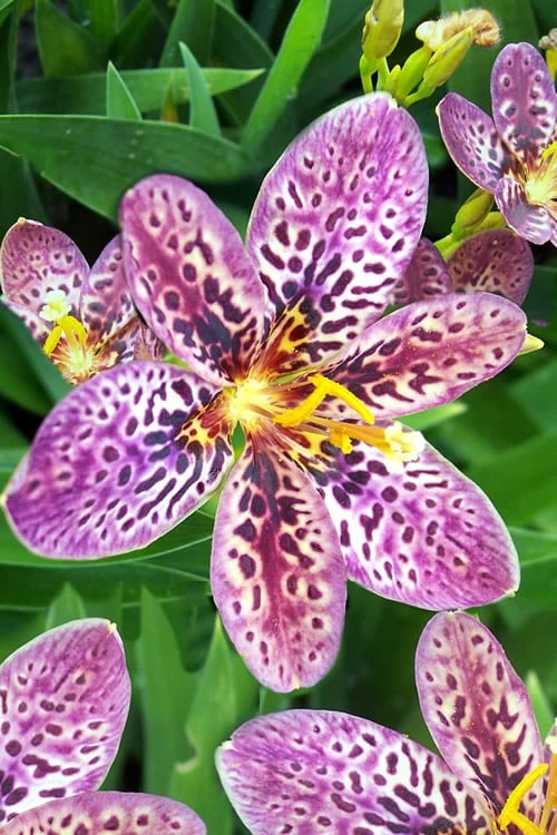 Lollipop Candy Lily - X Pardancanda - 1 Gallon Pot - Image 10